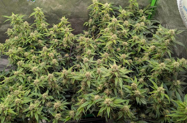 CBD Auto - Butterbean Birdseed. Week 7 - Day 46