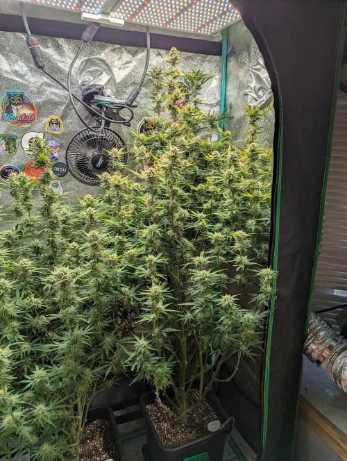 Gorilla Skunk- Harambe x Northern Skunk. Week 9 - Day 63