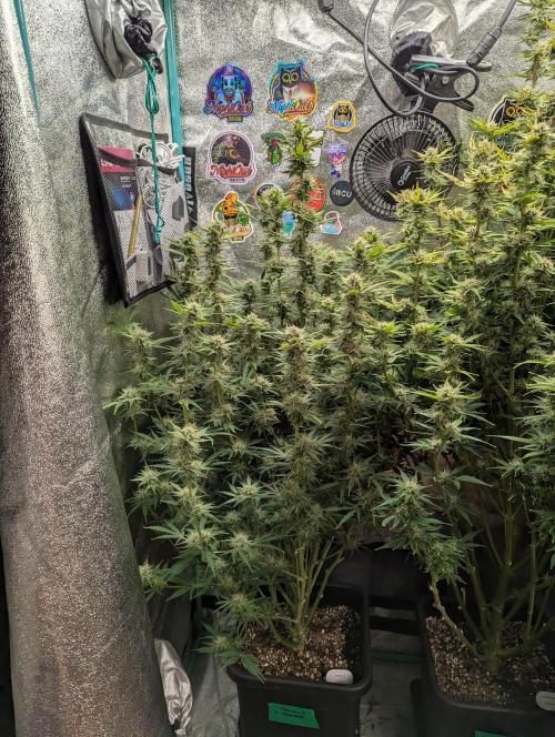 Rainambe - Harambe x Rainbow 6. Week 9 - Day 63 