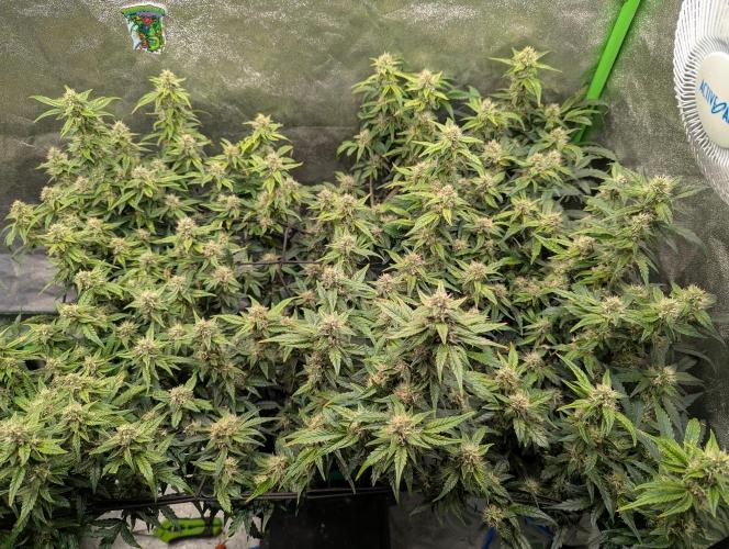 CBD Auto - Butterbean Birdseed. Week 7 - Day 47