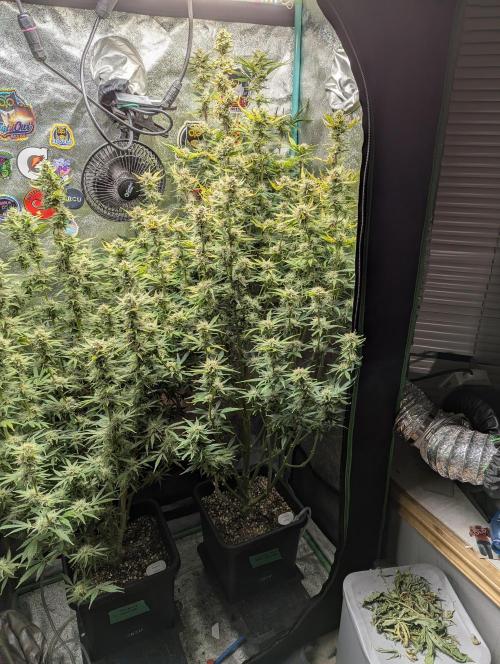 Gorilla Skunk- Harambe x Northern Skunk. Week 10 - Day 64