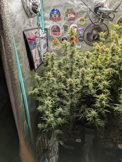 Rainambe - Harambe x Rainbow 6. Week 10 - Day 64 