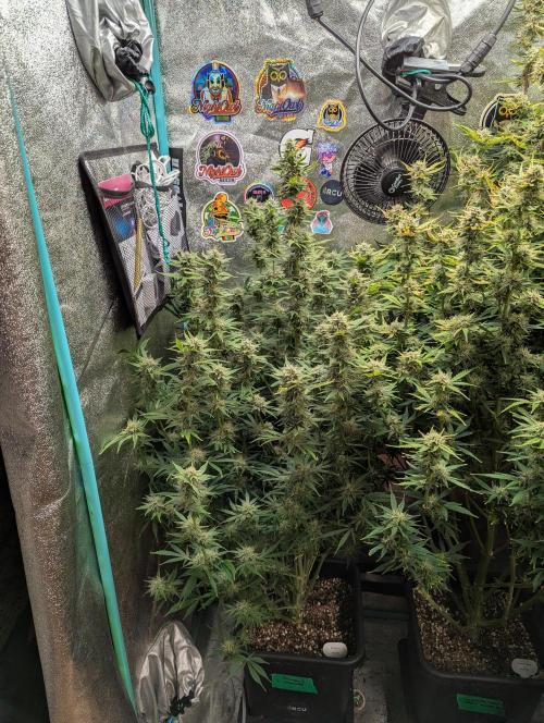 Rainambe - Harambe x Rainbow 6. Week 10 - Day 65 