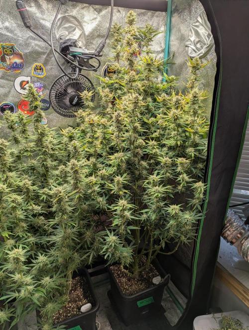 Gorilla Skunk- Harambe x Northern Skunk. Week 10 - Day 65 