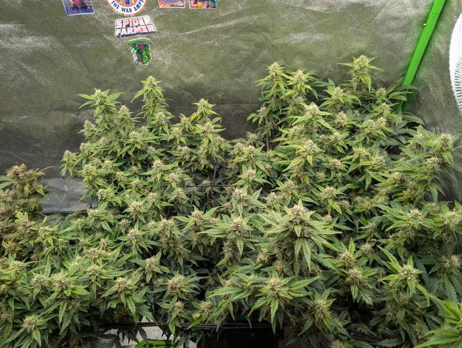 CBD Auto - Butterbean Birdseed. Week 7 - Day 48 