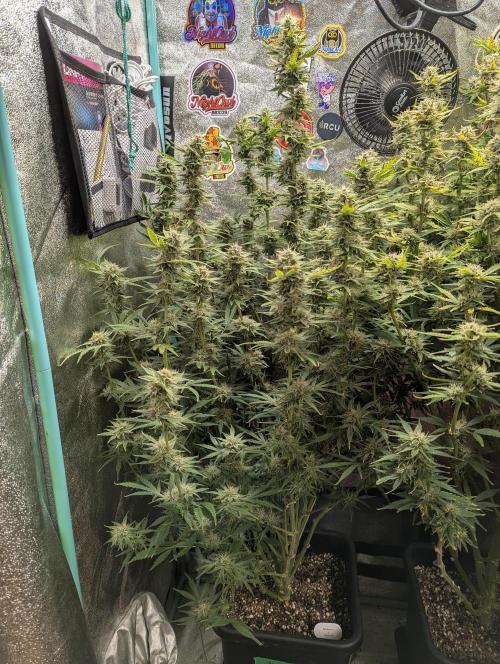 Rainambe - Harambe x Rainbow 6. Week 10 - Day 66