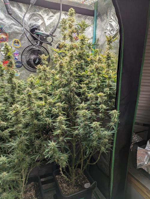 Gorilla Skunk- Harambe x Northern Skunk. Week 10 - Day 66 