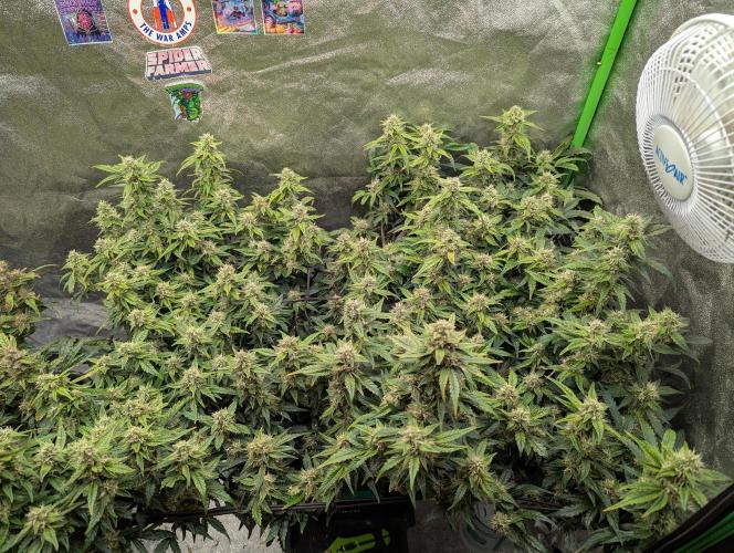 CBD Auto - Butterbean Birdseed. Week 7 - Day 49