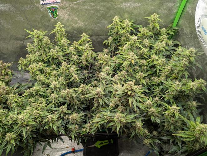 CBD Auto - Butterbean Birdseed. Week 8 - Day 49 