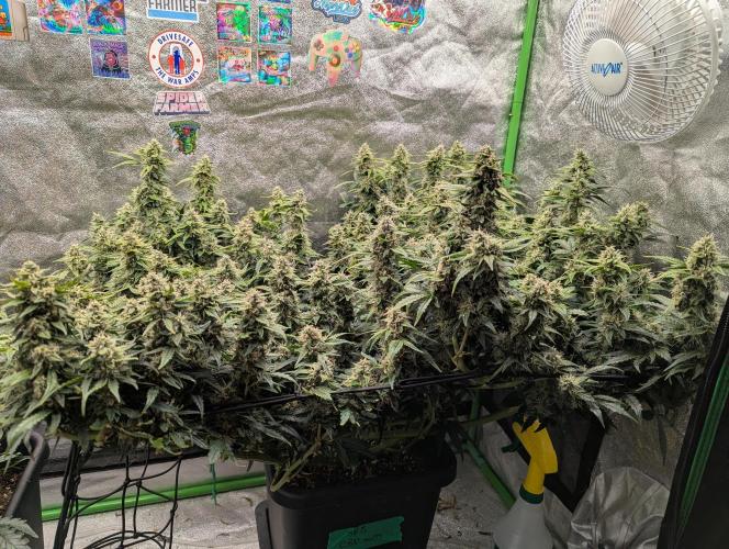 CBD Auto - Butterbean Birdseed. Week 8 - Day 51