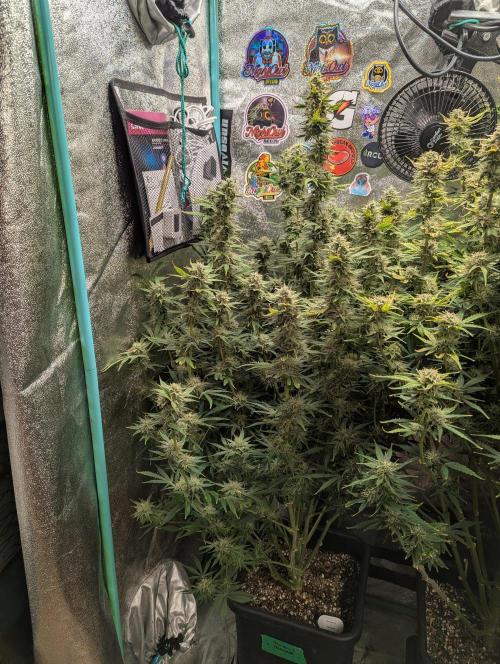 Rainambe - Harambe x Rainbow 6. Week 10 - Day 68