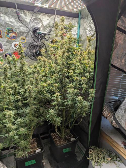 Gorilla Skunk- Harambe x Northern Skunk. Week 10 - Day 68