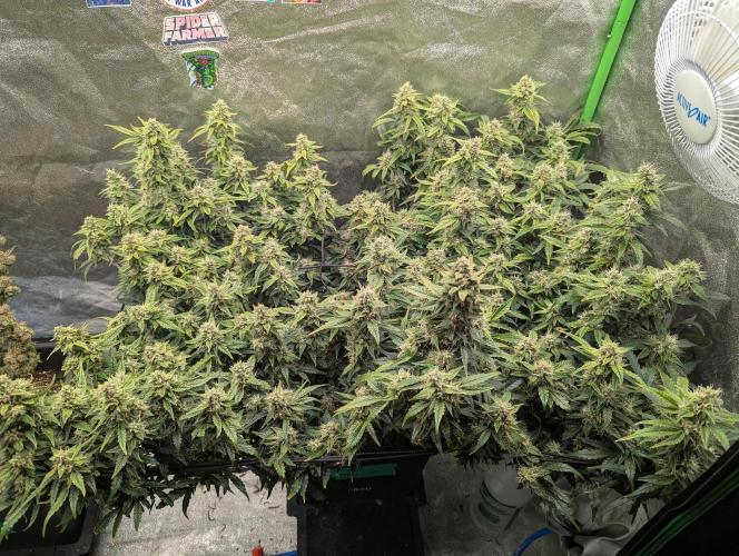 CBD Auto - Butterbean Birdseed. Week 8 - Day 52 