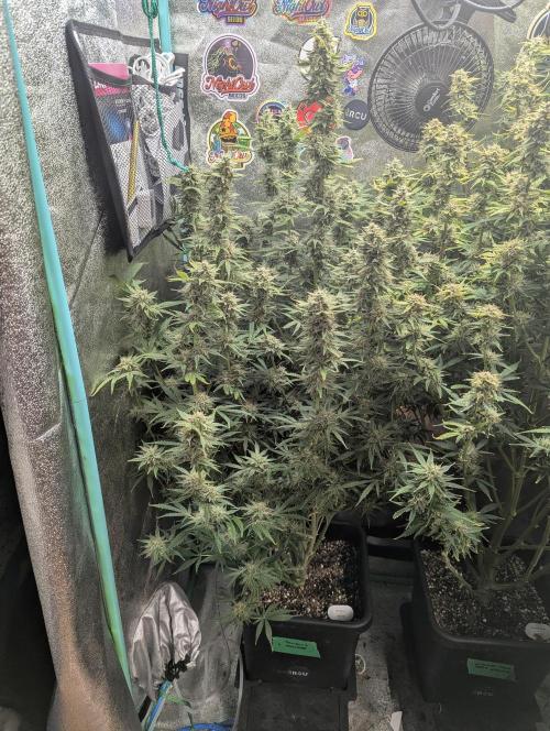 Rainambe - Harambe x Rainbow 6. Week 10 - Day 69