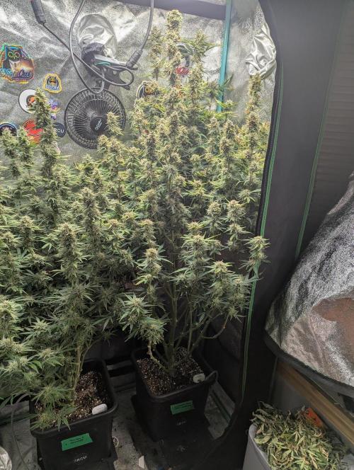 Gorilla Skunk- Harambe x Northern Skunk. Week 10 - Day 69