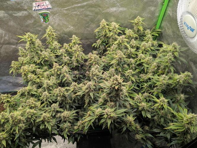 CBD Auto - Butterbean Birdseed. Week 8 - Day 53