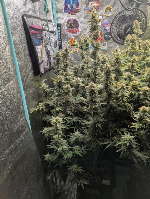 Rainambe - Harambe x Rainbow 6. Week 10 - Day 70 