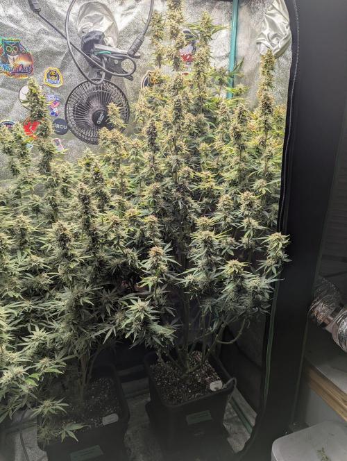 Gorilla Skunk- Harambe x Northern Skunk. Week 10 - Day 70