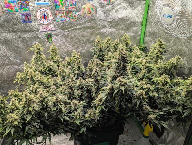 CBD Auto - Butterbean Birdseed. Week 8 - Day 54