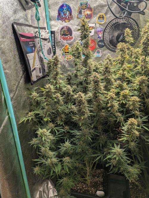 Rainambe - Harambe x Rainbow 6. Week 11 - Day 71 