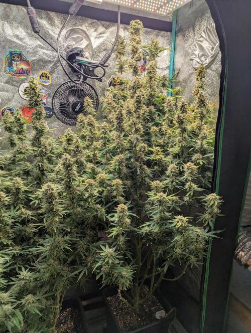 Gorilla Skunk- Harambe x Northern Skunk. Week 11 - Day 71