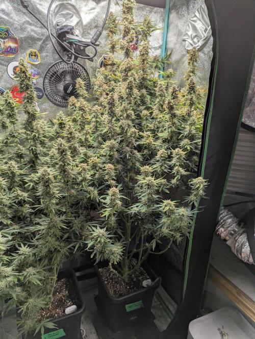 Gorilla Skunk- Harambe x Northern Skunk. Week 11 - Day 72