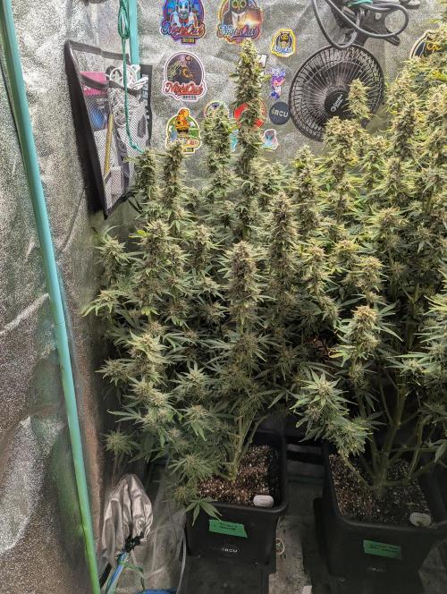 Rainambe - Harambe x Rainbow 6. Week 11 - Day 72