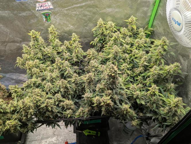 CBD Auto - Butterbean Birdseed. Week 8 - Day 55