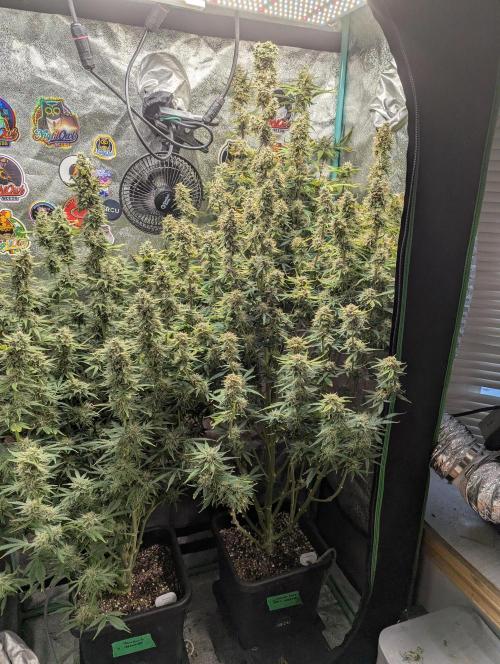 Gorilla Skunk- Harambe x Northern Skunk. Week 11 - Day 73