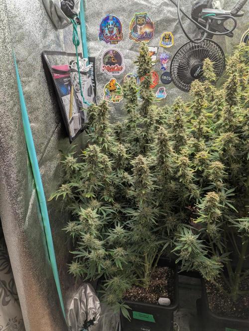 Rainambe - Harambe x Rainbow 6. Week 11 - Day 73