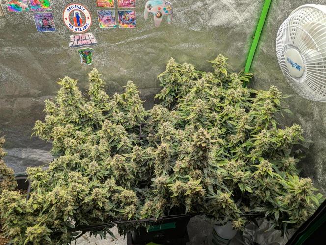 CBD Auto - Butterbean Birdseed. Week 9 - Day 56 