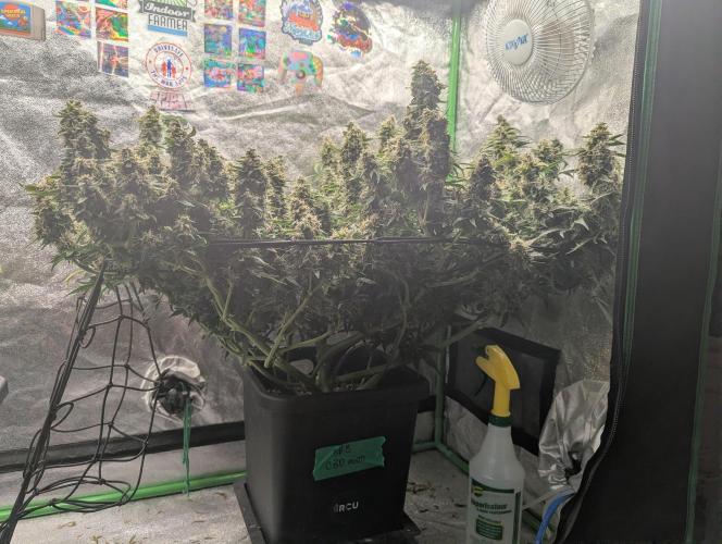 CBD Auto - Butterbean Birdseed. Week 9 - Day 57