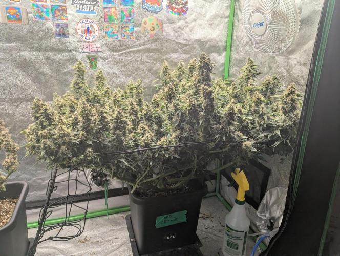 CBD Auto - Butterbean Birdseed. Week 9 - Day 57