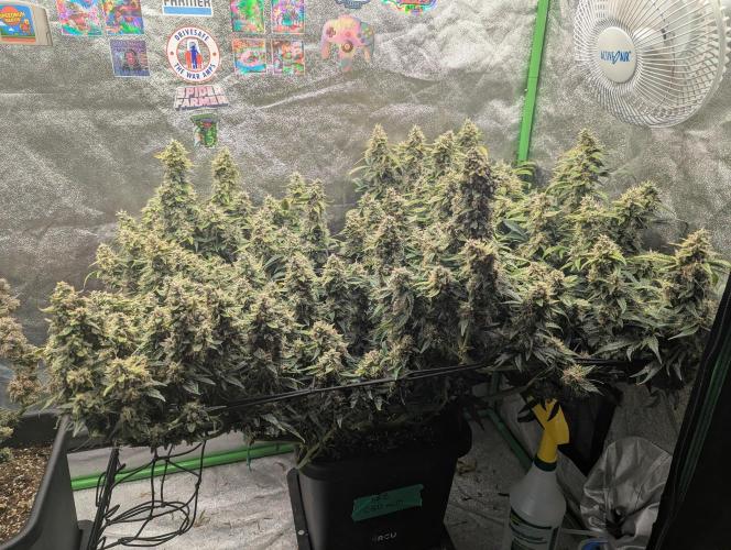 CBD Auto - Butterbean Birdseed. Week 9 - Day 57