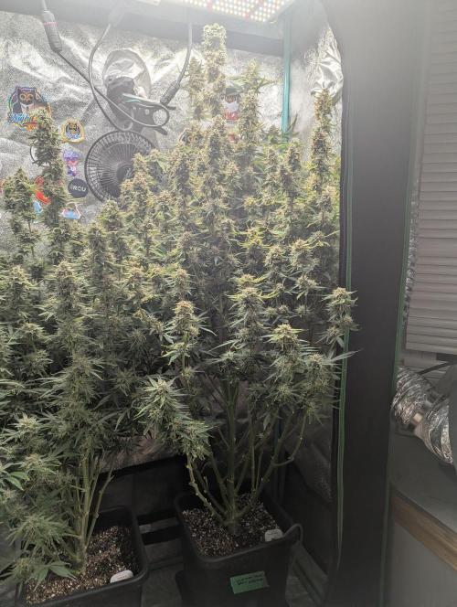 Gorilla Skunk- Harambe x Northern Skunk. Week 11 - Day 74