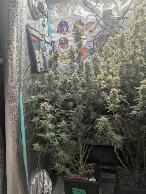 Rainambe - Harambe x Rainbow 6. Week 11 - Day 74