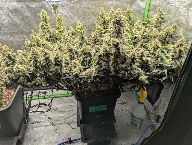 CBD Auto - Butterbean Birdseed. Week 9 - Day 58