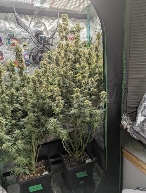 Gorilla Skunk- Harambe x Northern Skunk. Week 11 - Day 75 