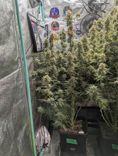 Rainambe - Harambe x Rainbow 6. Week 11 - Day 75