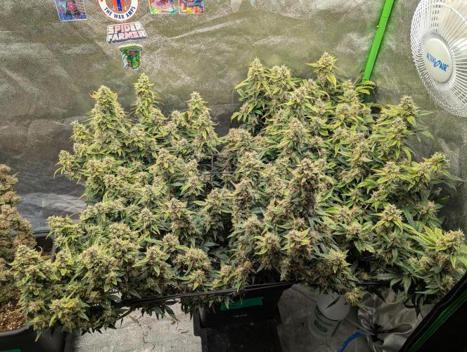 CBD Auto - Butterbean Birdseed. Week 9 - Day 59