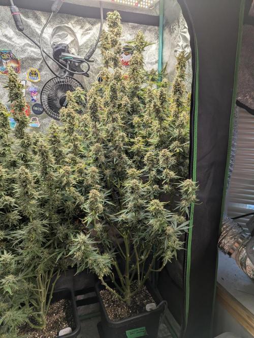 Gorilla Skunk- Harambe x Northern Skunk. Week 11 - Day 76