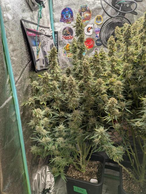 Rainambe - Harambe x Rainbow 6. Week 11 - Day 76