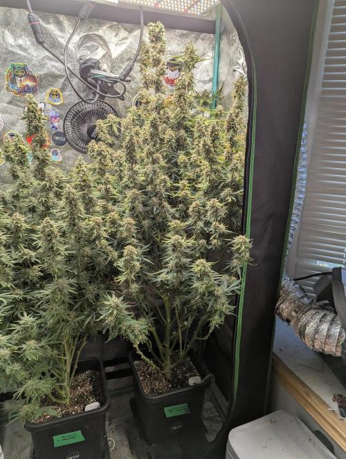 Gorilla Skunk- Harambe x Northern Skunk. Week 11 - Day 77