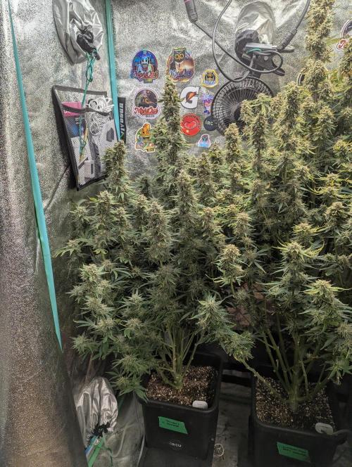 Rainambe - Harambe x Rainbow 6. Week 11 - Day 77