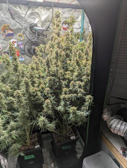 Gorilla Skunk- Harambe x Northern Skunk. Week 12 - Day 78