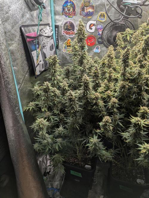 Rainambe - Harambe x Rainbow 6. Week 12 - Day 78