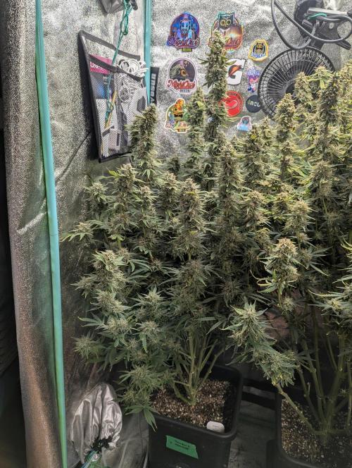 Rainambe - Harambe x Rainbow 6. Week 12 - Day 79