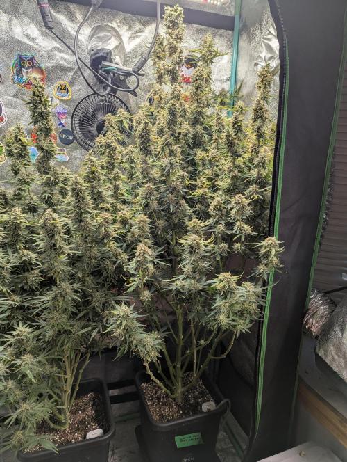 Gorilla Skunk- Harambe x Northern Skunk. Week 12 - Day79