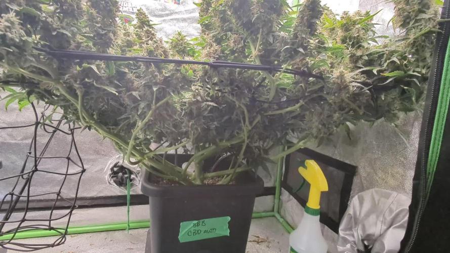 CBD Auto - Butterbean Birdseed