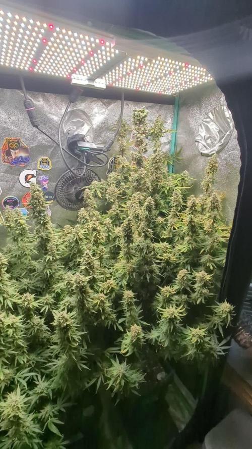 Gorilla Skunk- Harambe x Northern Skunk